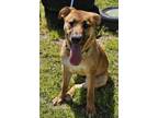 Adopt Pebbles a German Shepherd Dog, Mixed Breed