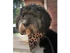 Adopt Thelma a Bernese Mountain Dog, Affenpinscher