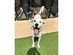 Adopt Snow a Great Pyrenees, Pit Bull Terrier
