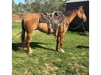 DONNY- 2016 GRADE Quarter Horse Dun Gelding! Go to [url removed] to