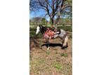 SABEN â 2020 GRADE Gray Quarter Pony Gelding! Go to www.Billingslivestoc