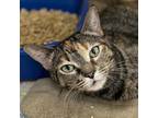 Adopt Lynda a Domestic Short Hair