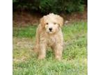 Adopt Xyla 20418 a Poodle, Mixed Breed