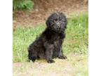 Adopt Xavia 20419 a Poodle, Mixed Breed