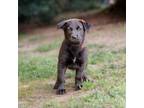 Adopt Dory 20505 a Black Labrador Retriever, Mixed Breed