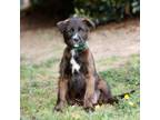 Adopt Darla 20506 a Black Labrador Retriever, Mixed Breed