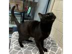 Adopt Hecate 7493 a Domestic Short Hair