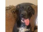 Adopt CoCo a Mixed Breed