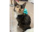 Adopt Jory a Domestic Medium Hair