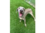 Adopt Teagan a Weimaraner