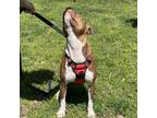 Adopt Plum a Mixed Breed