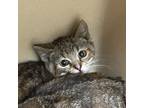 Adopt Paisley a Domestic Short Hair