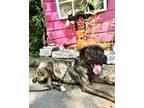 Adopt Bella a Cane Corso, Mastiff