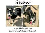 Adopt Snow a Husky