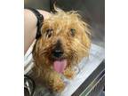 Adopt 24-04-1203a Lucy a Yorkshire Terrier