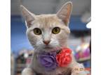 Adopt Kuzzie a Domestic Short Hair