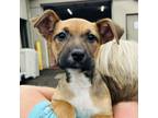 Adopt Strawberry a Black Mouth Cur, Mixed Breed