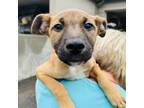 Adopt Lemon a Black Mouth Cur, Mixed Breed