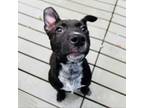 Adopt Nebula a Australian Cattle Dog / Blue Heeler, Mixed Breed