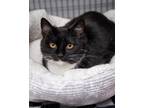 Adopt Jane Clawsten a Domestic Short Hair