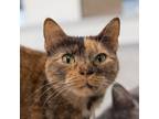 Adopt Terra - Bonded With Blaze And Nelson a Domestic Short Hair
