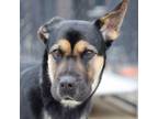 Adopt Majestic a Shepherd