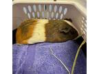 Adopt Nova a Guinea Pig