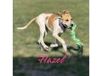 Adopt Hazel a Redbone Coonhound