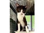 Adopt Patchy a Domestic Short Hair