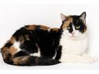 Adopt Marnie a Domestic Short Hair