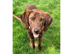 Adopt Charlie a Plott Hound