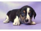 Adopt Xola a Beagle, Mixed Breed