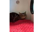 Adopt Cobra a Domestic Short Hair