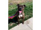 Adopt Coco a Pit Bull Terrier, Mixed Breed