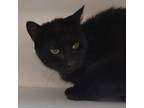 Adopt Ebby a Domestic Short Hair