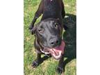 Adopt Bailey a Black Labrador Retriever, Mixed Breed
