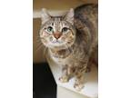 Adopt Orisa a Domestic Short Hair