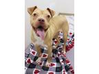 Adopt Faya a Pit Bull Terrier, Mixed Breed