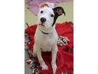 Adopt Quetzalli a Pit Bull Terrier, Mixed Breed