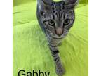 Adopt Gabby a Domestic Short Hair