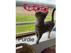 Adopt Purdie a Domestic Short Hair