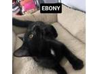 Adopt Ebony a Domestic Short Hair