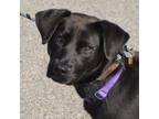 Adopt Libbs a Labrador Retriever, Mixed Breed