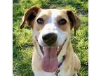 Adopt Tilda a Labrador Retriever, Mixed Breed