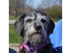 Adopt Chiclet a Terrier, Mixed Breed
