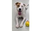 Adopt LADY DAFFODIL a Pit Bull Terrier, Mixed Breed
