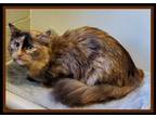 Adopt FORTUNE a Domestic Long Hair