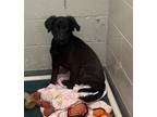 Adopt MIRABETH a Labrador Retriever, Mixed Breed