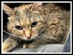 Adopt DUMPLIN a Domestic Short Hair