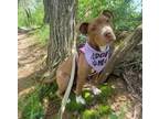 Adopt WILLOW a Pit Bull Terrier